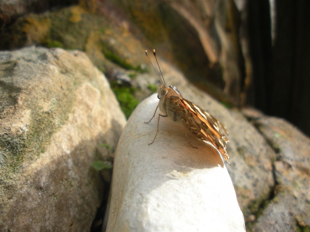 Lepidottero da determinare - Vanessa cardui